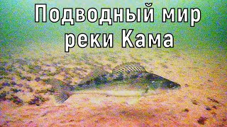 Подводный мир реки Кама.  СОТНИ СУДАКОВ!!!!