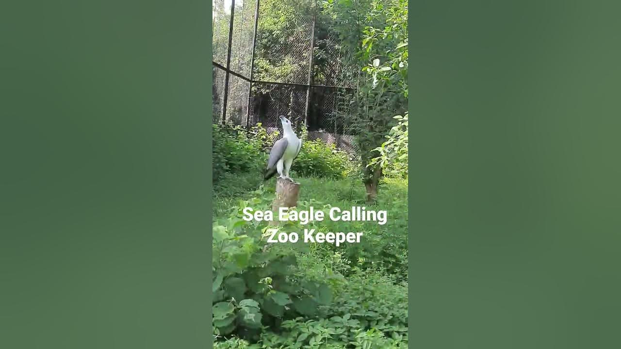 Sea Eagle Calling Zoo Keeper for food at Vandalur Zoo YouTube