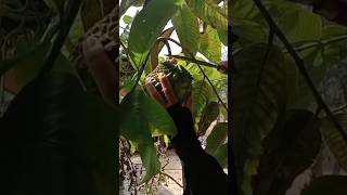 Petik buah srikaya matang di pohon#shorts