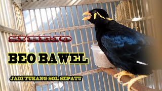 UCAPKAN SALAM...BEO JADI TUKANG SOL SEPATU