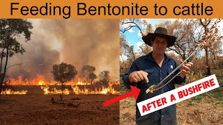 Bushfires Have Burnt Heart Leaf Poison Bush