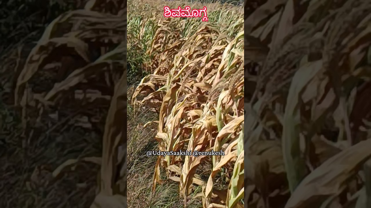 ಶಿವಮೊಗ್ಗ : ಮಳೆ ಕೊರತೆಯಿಂದ ಒಣಗುತ್ತಿರುವ ಬೆಳೆ. ಮೋಜಪ್ಪ ಹೊಸೂರು ಗ್ರಾಮದ ಮೆಕ್ಕೆಜೋಳದ ಹೊಲ. (22/09/2026)