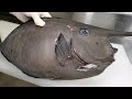水深10m。巨大な魚の群れに囲まれたのでモリをブッ放してみると・・・