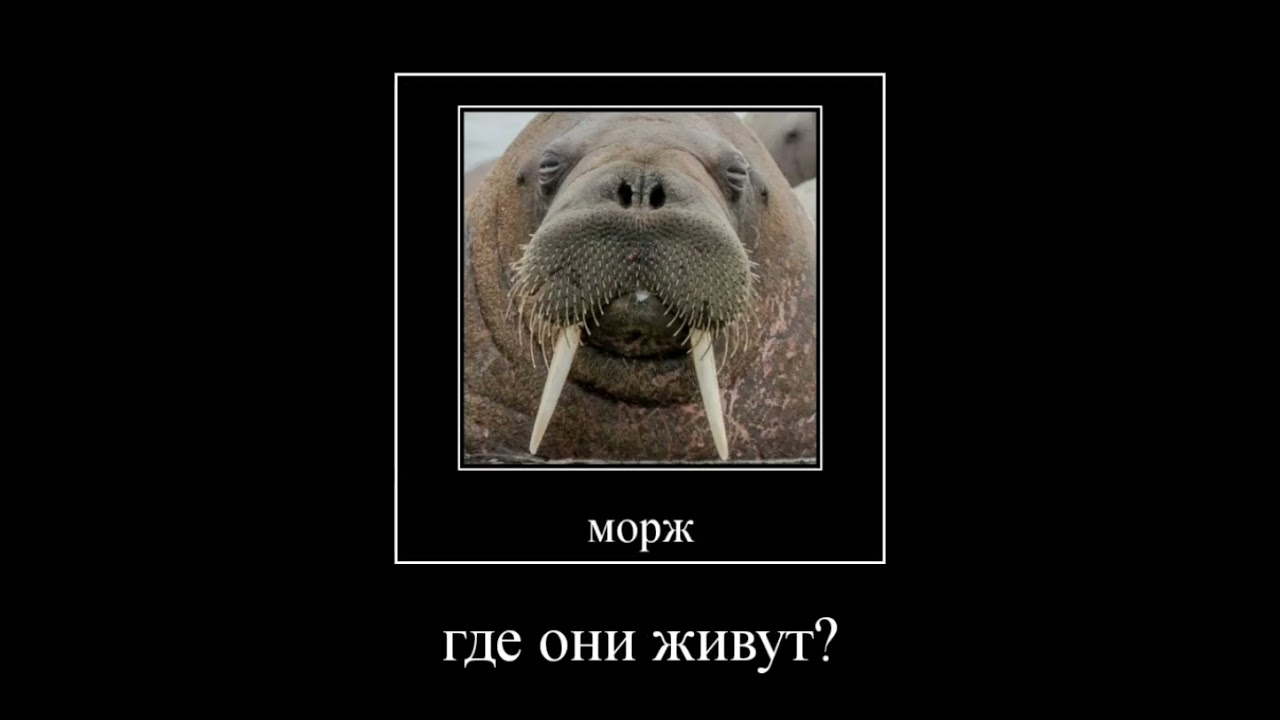 разоблочение на @Son hero 