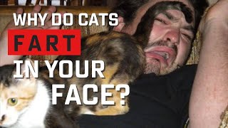 Why Do Cats Fart In Your Face? (It's Actually Affection) by Oh My Cat 638 views 1 year ago 1 minute, 50 seconds