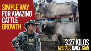CATTLE FARMING: (ENGLISH SUB) MAGIC PILL ON HOW TO HAVE 3.27 KILOS AVERAGE DAILY GAIN.