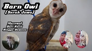 HOW TO GROW BARN OWL | MERAWAT DAN MELATIH BURUNG HANTU SERAK JAWA