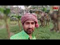 ঝিনাইদহ গান্না ইউনিয়নের গোপীনাথপুর গ্রামে কৃষি পণ্য উৎপাদন করছেন উত্তম কুমার মুক্ত নামে এক তরুণ।