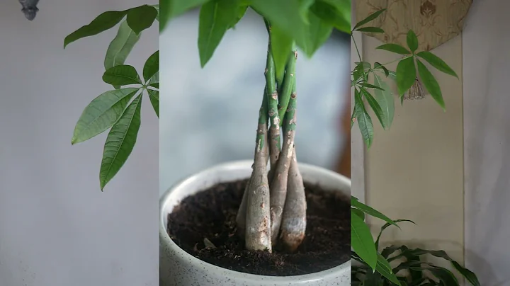 Chinese Money Tree History / Plant Stories - DayDayNews