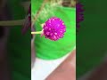 #music #song #ytshorts #shortsfeed #gardening #shortvideoviral #pets