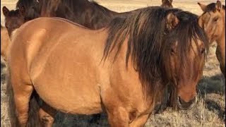 Мугалжар жылкысы/ Мугалжар айгырлар / Horses MZ