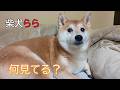 何見てる?