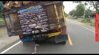 becak sumatra wani polar (mati tanam) 🤣