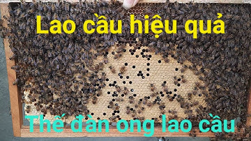 Hướng dẫn chi tiết bà con cách lao cầu ong hiệu quả | Thế đàn ong lao cầu thích hợp |