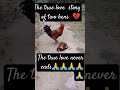 #love #Story of two hens #sad #ending