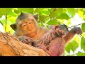 Adorable mother monkey messi grooming her baby newborn on the tree