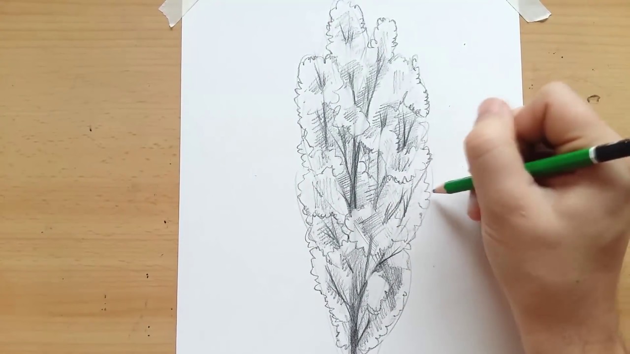 Hoe teken je een boom ( populier )