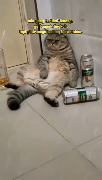 story wa kucing sad|story wa kucing galau #shorts #storywa