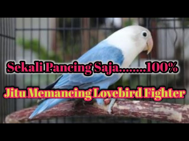 Sekali Pancing Saja........ 100% Jitu Memancing LoveBird Fighter#Lovebird#masteranlovebird class=