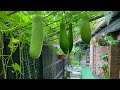 Bangla lau ,bottle gourds/sadly due to weather they not growing/shokher bagan 2023