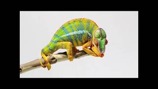 Unit 1 - A Chameleon's Colors (Reading Explorer 1 - 3rd Ed.)