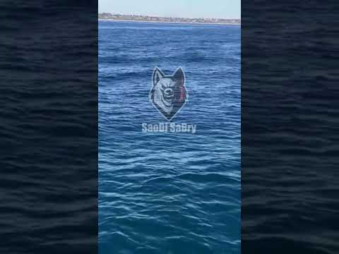 يا عيون حيرانه اجمل حالات واتساب حب 2021 حالات واتساب جديده