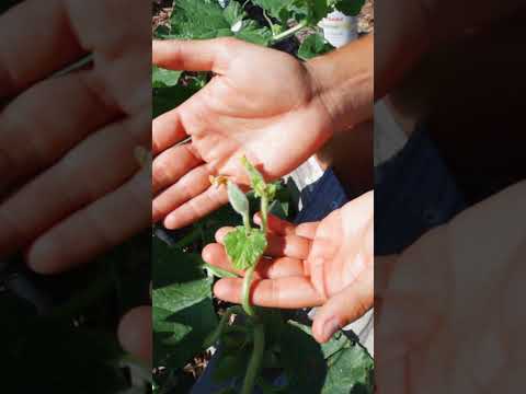 Video: Hand Pollinate Melons - Tips For Hand Pollinating Melon