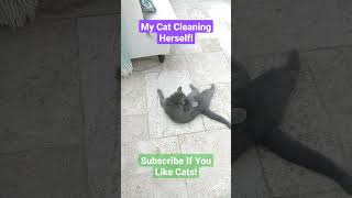 My Cat Cleaning Herself! #cat #video #viral #shorts #short