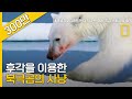 바다표범 냄새를 감지한 북극곰의 사냥 장면!!｜'베어 그릴스'의 혹독한 야생