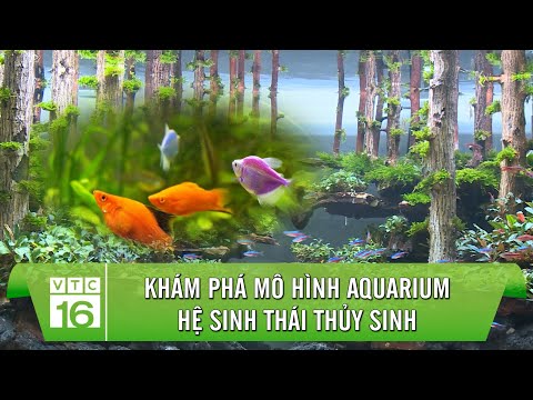 Video ĐẸP NGỠ NGÀNG: Mô hình AQUARIUM - Hệ sinh thái thủy... - youtube
