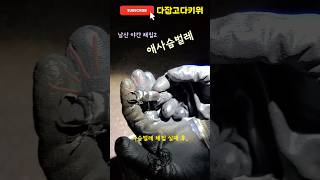 남산에서 애사슴벌레를 만나다!👀 #애사슴벌레 #곤충 #곤충관찰 #곤충채집 #자연관찰 #insects #bugs