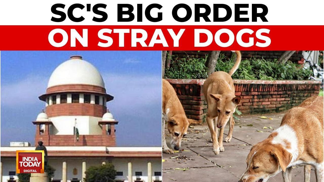 Supreme Court Modifies Stray Dogs Order, Allows Release After Sterilisation | India Today News
