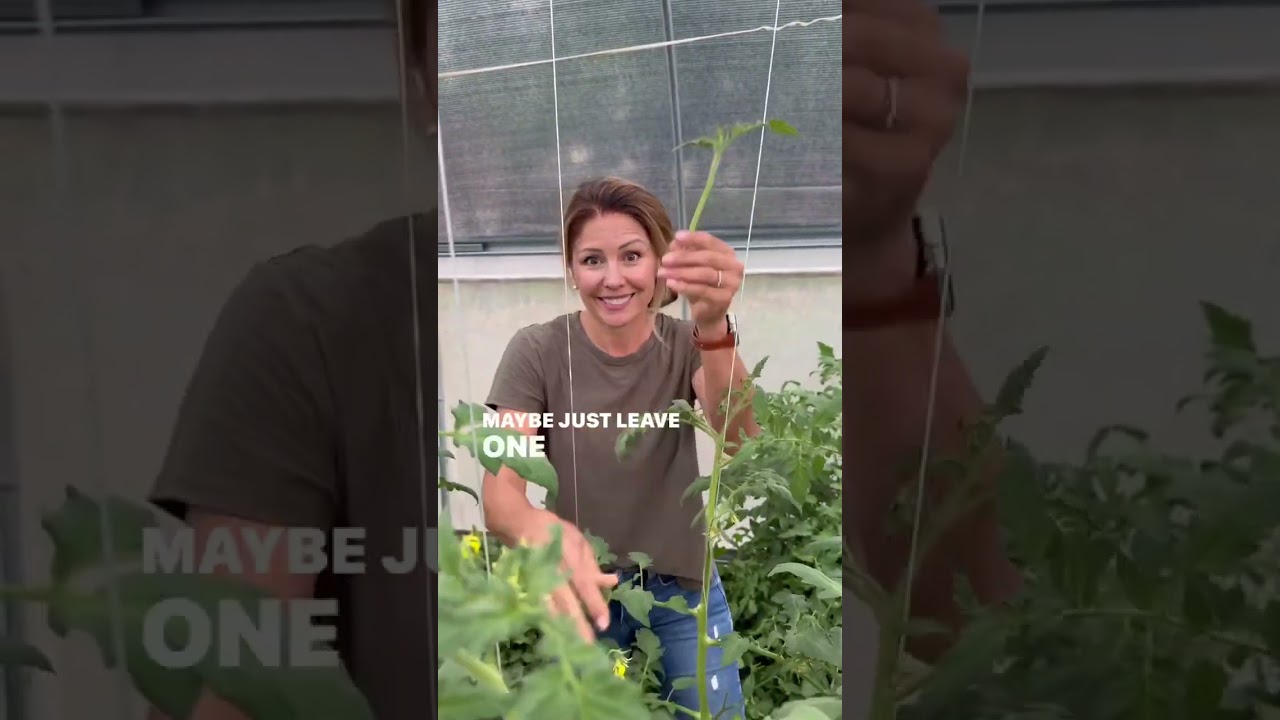 Get Unlimited Tomato Plants | Easily Root Tomato Suckers