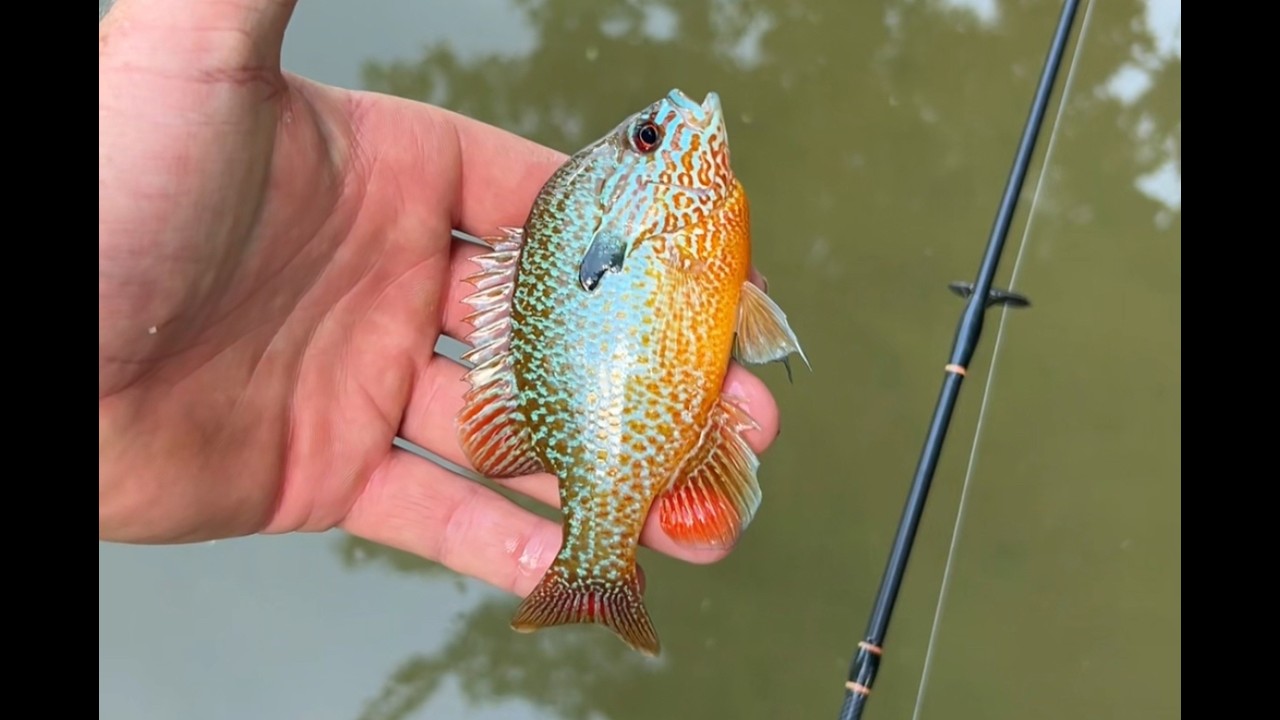 Creek Fishing (3 species of Bass and more)