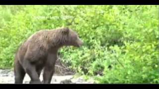 Grizzly Bear Attacks Alaskan Tourists