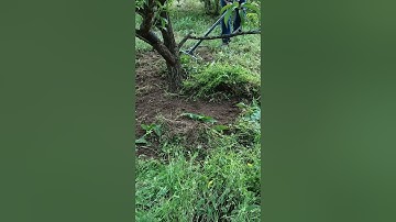 Hula Hoe Crop Circle Magic: Weeds Beware!