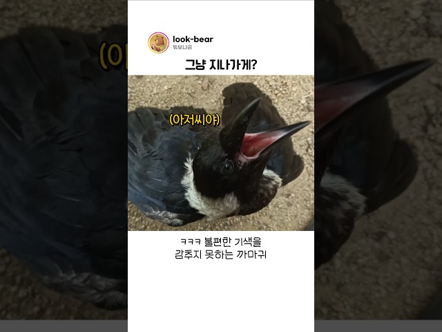 날개 다친 까마귀를 발견한 남성의 최후