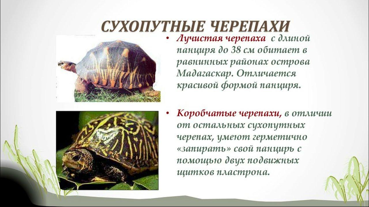 Черепахи особенности строения и представители. Мадагаскарская Лучистая черепаха. Описание черепахи. Звездчатая сухопутная черепаха. Обитание лучистой черепахи.