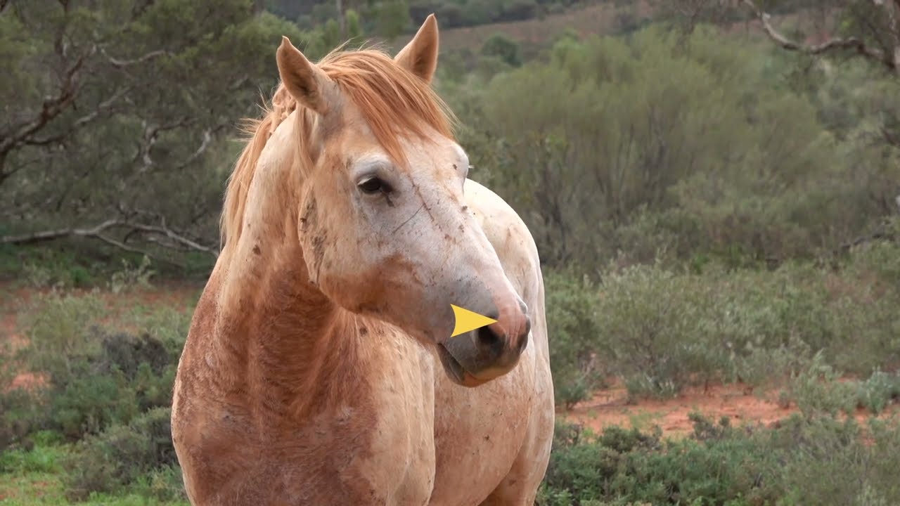 Chris Pollitt's Brumby Channel Episode 7: Meet the Brumby Bands - The Simone Band