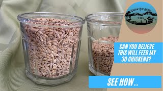 Can You Believe This Will Feed My 30 Chickens? Barley Sprouts