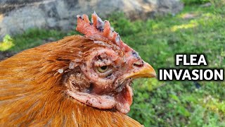 Saving this MOTHER-TO-BE Hen from a Flea Invasion