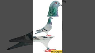 12 करोड़ का कबूतर-आखिर क्यों #shorts #animals #story #pigeon #facts #money #youtubeshorts #haumyspace