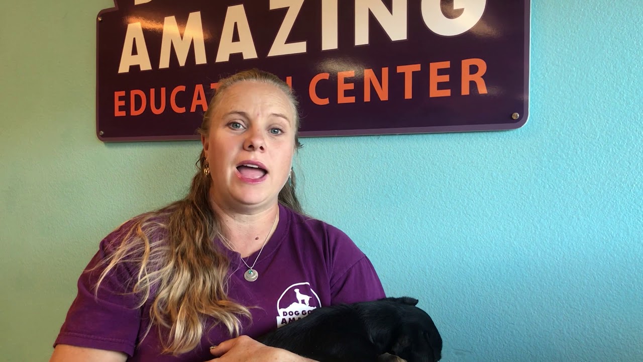 Welcome to the Dog Gone Amazing Website