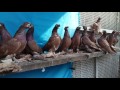 Uzbek pigeons. Красные (руяны).Узбекские голуби Павла Владимировича Казахстан. Тел.: +7(747)6541608.