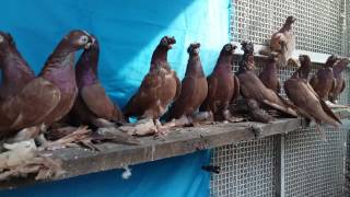 Uzbek pigeons. Красные (руяны).Узбекские голуби Павла Владимировича Казахстан. Тел.: +7(747)6541608.