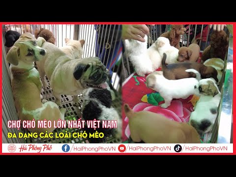 Video HPP | PHIÊN CHỢ CHÓ MÈO CẢNH RẺ VÀ ĐẸP NHẤT VIỆT NAM -... - youtube