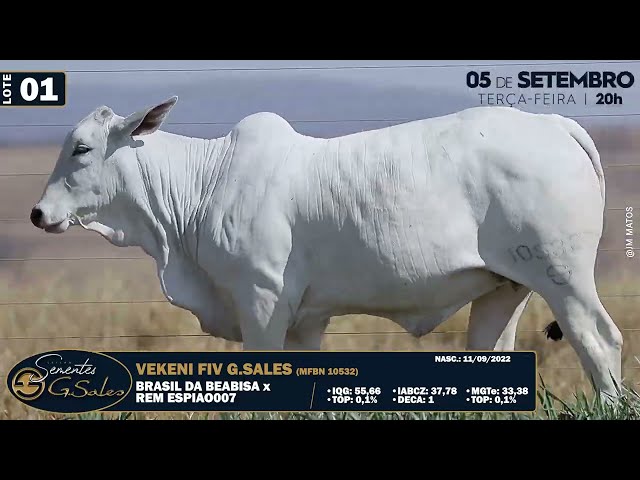 LOTE 01   MFBN 10532