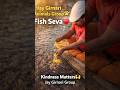 Fish Feeding Seva 🐟❤️ | Kindness Matters | Jay Girnari Animals Group #trending #shortvideo #india