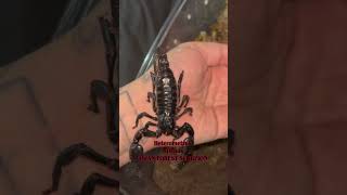 8 cool and spooky inverts for your goth vibes!!