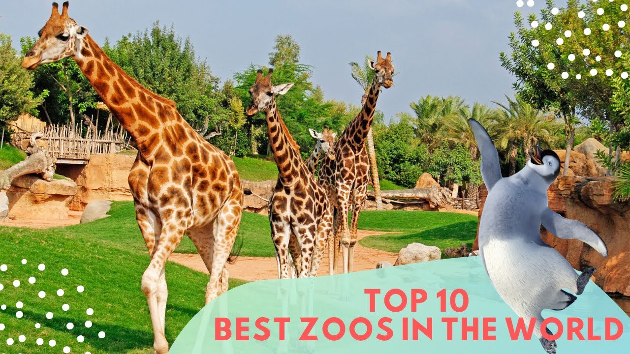 Top 10 Best Zoos in the World - YouTube
